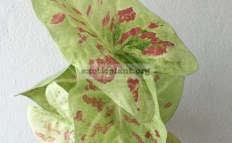 caladium-39