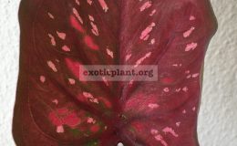 caladium-40