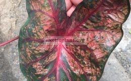 caladium-Darkness