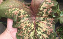caladium-Mikki-Mouse