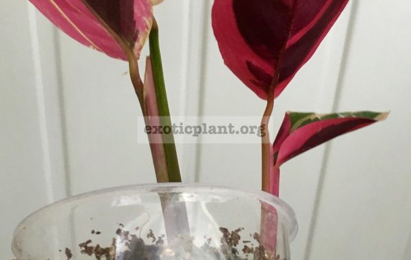 calathea-Triostar-500-