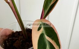 calathea-Triostar-500