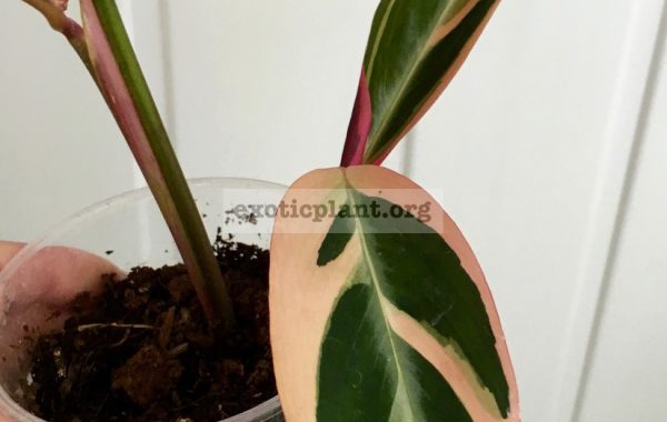 calathea-Triostar-500