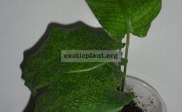 calathea-musaica