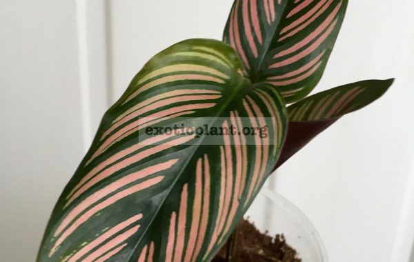 calathea-ornata-Roseolineata-650