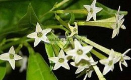 cestrum-nocturnum