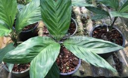 chamaedorea-geonomiformis-35