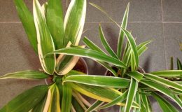 chlorophytum-Wilbur-and-sp-narrow-leave-marginata