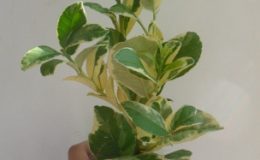 citrus-medica-variegated