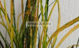 codiaeum-Picassos-Paintbrush-12