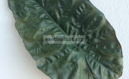 colocasia-