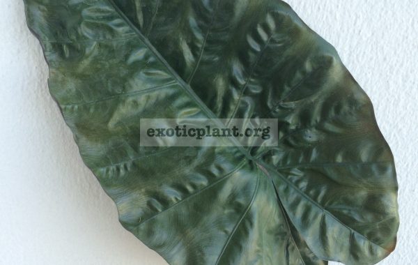 colocasia-
