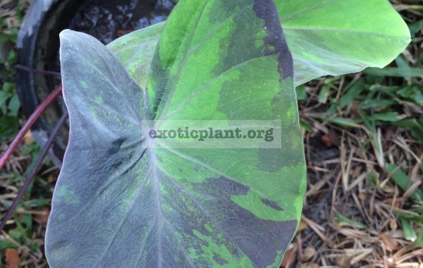 colocasia-esculenta-Purple-Ink