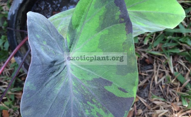 colocasia-esculenta-Purple-Ink