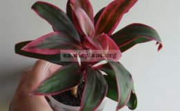 cordyline-Mini-STC-Pink-500-