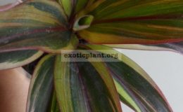cordyline-Morning-Sunshine-900-