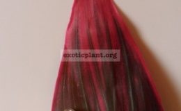 cordyline-Red-Edge-850