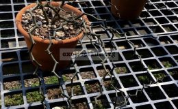 decarya-madagascariensis-100