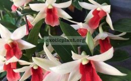 dendrobium-cv-Fossi-Dawn