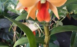 dendrobium-cv-Orange-Fossi