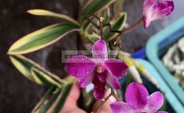 dendrobium-phalaenopsis-hybrid-variegated-flowers