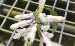 dendrobium-smilliae