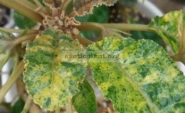 dorstenia-foetida-variegated-25