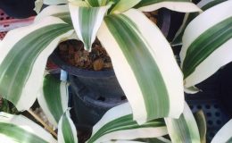 dracaena-cv-Vassana-Baramee-Ngern