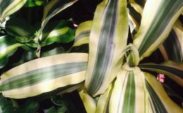 dracaena-cv-Vassana-Baramee-Ngern-Thong