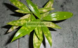 dracaena-sucrulosa-150-500