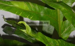 drynaria-variegated