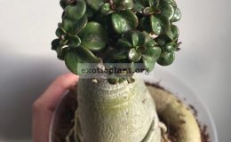 dwarfplasticleaves