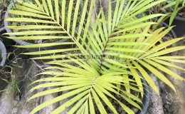 dypsis-leptochiolos-30