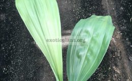 embrea-rodiogasiana
