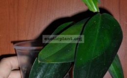 epipremnum-Blue-Velvet-20