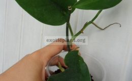 epipremnum-Dark-Velvet-10-20