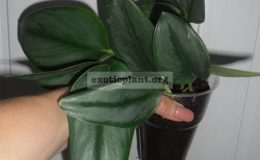 epipremnum-Exotica