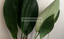 epipremnum-Green-Satin-25-