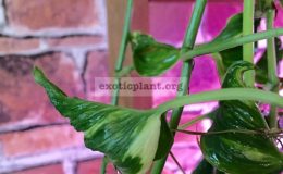 epipremnum-aureum-cv-Godzilla-ex-Japan-