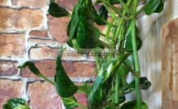 epipremnum-aureum-cv-Godzilla-ex-Japan-1-1
