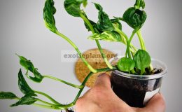 epipremnum-aureum-cv-Godzilla-ex-Japan9-1900-новая-цена-900-