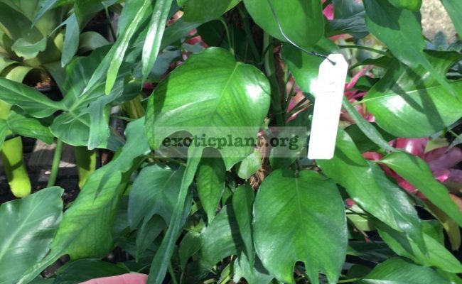 epipremnum-pinnatum-Skeleton-Key-