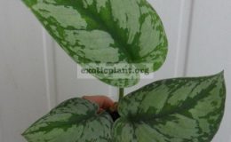 epipremnum-sp-J1-10-15-