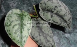 epipremnum-sp-J2-10-15