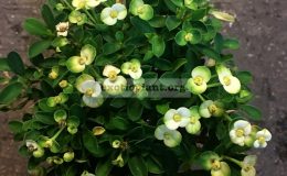 euphorbia-dwarf-form-Lime-Fresh-15-25