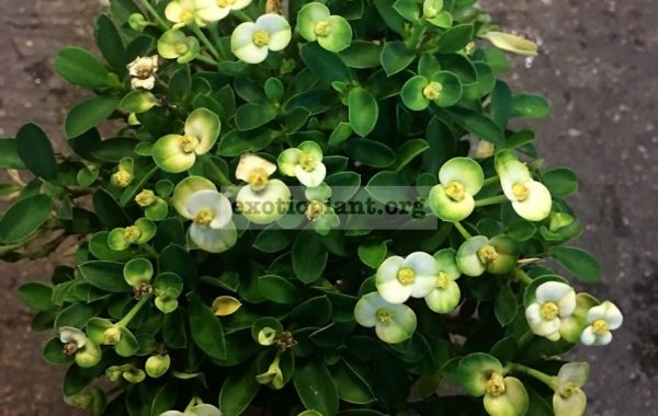 euphorbia-dwarf-form-Lime-Fresh-15-25