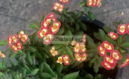 euphorbia-dwarf-form-Money-Money-15-25
