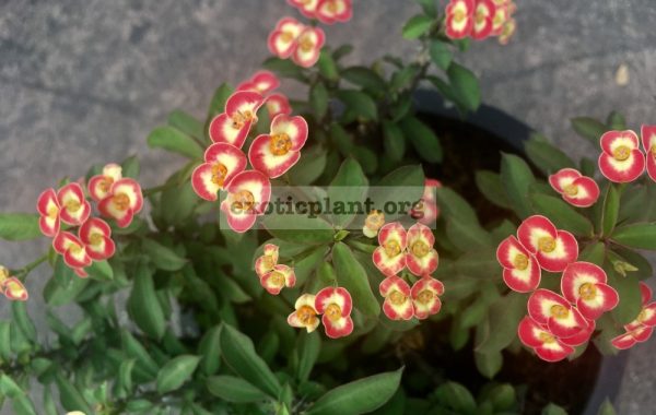 euphorbia-dwarf-form-Money-Money-15-25