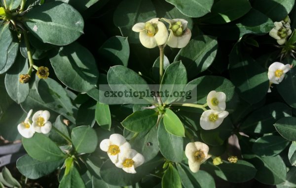 euphorbia-dwarf-form-Snow-Cup-15-25