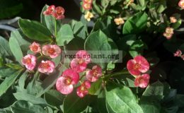 euphorbia-dwarf-form-Strawberry-Jam-15-25